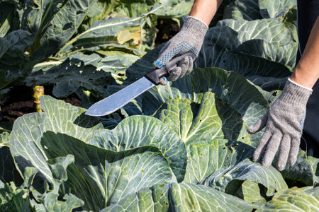 farmer cuts cabbage with a knife in the garden. man cutting cabbageの写真素材