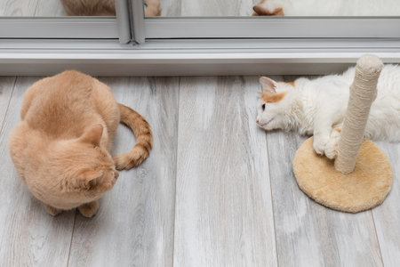 two domestic cats look at each other. two cats are playing. cat lies on the floor. cat scratching postの写真素材
