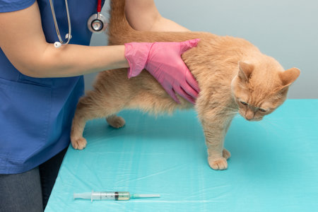 doctor veterinarian examines a cat in the clinic. veterinarian treating a catの写真素材