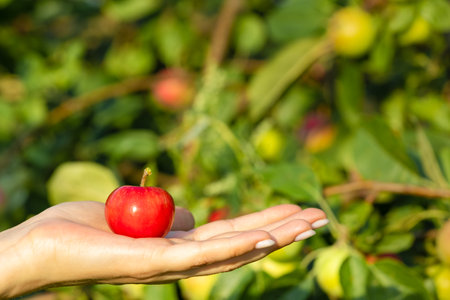 woman holding fresh plucked apple in her palm. young red apple. man picks an appleの写真素材