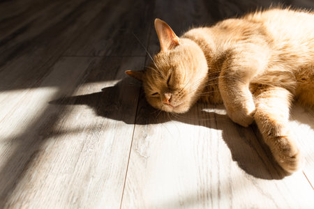 domestic cat basking in the sun lying on the floor. cat basking in the sun. cat sleeping lying in the sun. cat sleeping on the floor at homeの写真素材