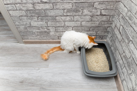 domestic cat looks at the litter box. cat wants to go to the toilet. dry cat litter box. high quality photoの写真素材