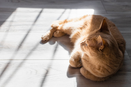 domestic cat basking in the sun lying on the floor. cat basking in the sunの写真素材