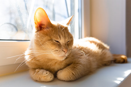 domestic cat sleeps lying on the windowsill. cat basking in the sun. cat in the sunの写真素材