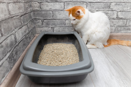 domestic cat looks at the litter box. cat wants to go to the toilet. dry cat litter box. high quality photoの写真素材