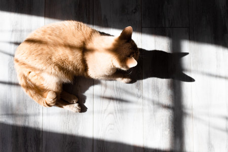 domestic cat basking in the sun lying on the floor. cat basking in the sun. the cat casts a shadow. high quality photoの写真素材