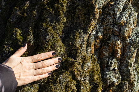 female hand touches the bark of a tree. woman hugging a treeの写真素材