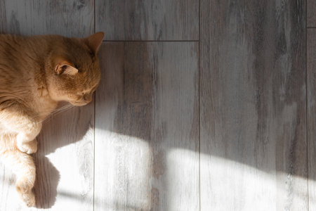 domestic cat basking in the sun lying on the floor. cat basking in the sun. high quality photoの写真素材