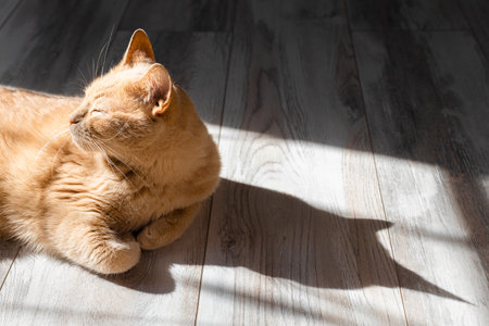 domestic cat basking in the sun lying on the floor. the cat casts a shadow. high quality photoの写真素材