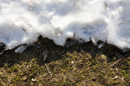 fragment of snow melting in spring shot close-up. melting snowの写真素材