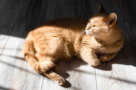 domestic cat basking in the sun lying on the floor. cat basking in the sun. high quality photoの写真素材