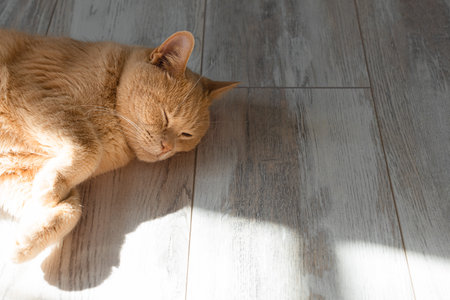 domestic cat basking in the sun lying on the floor. cat basking in the sun. high quality photoの写真素材