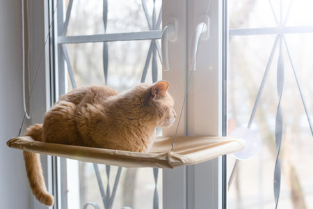 the cat lies in a hammock and looks out the window. cat in a bed. high quality photoの写真素材