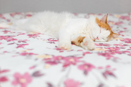 beautiful domestic cat lies on bed linen. cat sleeping on human bed. high quality photoの写真素材