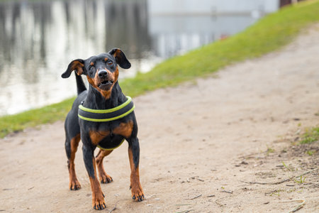 Pinscher dog with eye disease walks in the park. pinscher in the park. dog eye diseaseの写真素材