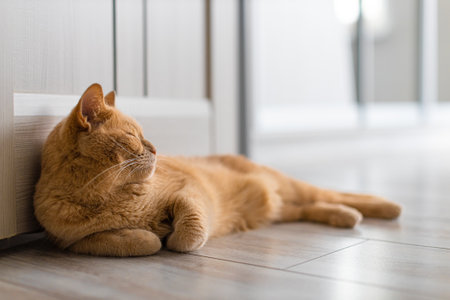 domestic cat lies on the floor in the room. red cat lies on the floorの写真素材