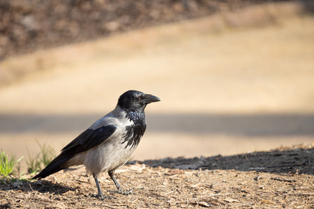 wild crow in the park shot close-up. wild crow with a sharp beak. big bird in the park
