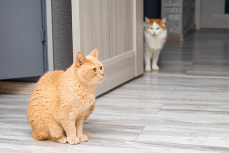 beautiful red cat sits on the floor in the room. two cats in the houseの写真素材