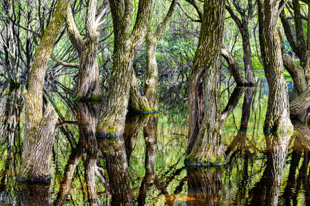 tree trunks growing in the water in the forest. trees growing in water. forest flooded with water