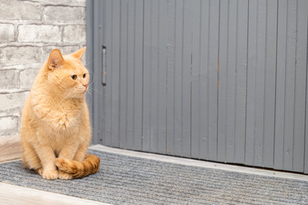 beautiful red cat sits on a rug near the door. domestic cat sitting on the mat. high quality photoの写真素材