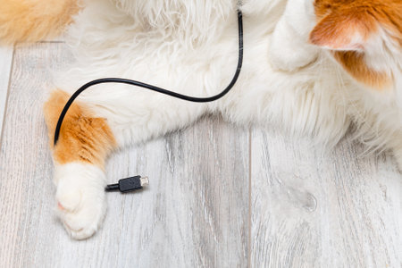 domestic cat playing with phone charger at home. cat chewing wire. cat ruin household item