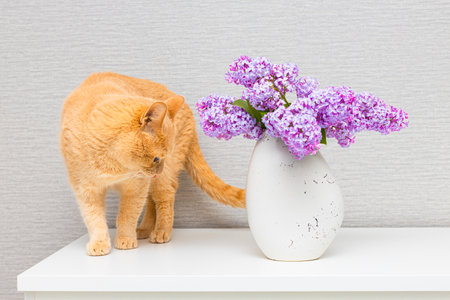 cat looks at a vase of flowers. the cat wants to knock down a vase of flowers. lilac flowers in a vaseの写真素材
