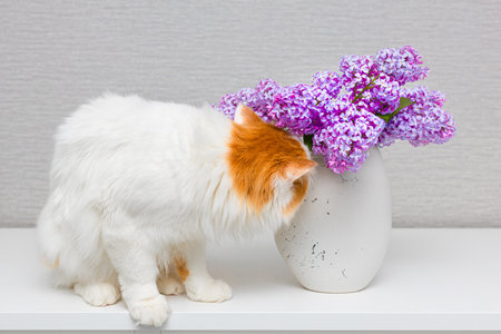 cat sniffs a lilac flower standing in a vase. cat smells a flower. high quality photoの写真素材