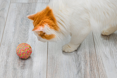 domestic cat hunts for a knitted ball. domestic kitten plays with a knitted ball. kitten grabs a...