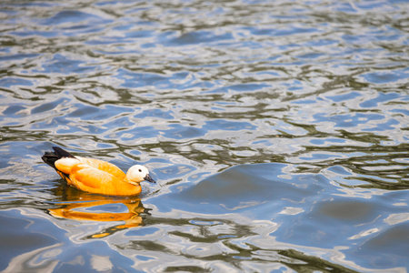 Ogar or red duck lat. Tadorna ferruginea, is a waterfowl of the duck family, related to the shelduck. Orange-brown plumage is characteristic, while the head has a lighter color.の写真素材