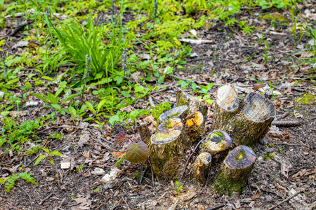 stump from a sawn tree in the forest. felled trees in the forest. high quality photo