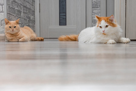domestic cat lies on the floor next to another cat. two cats in the house. relationships between catsの写真素材