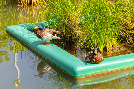 wild duck sits on the shore of a pond. duck in city park. high quality photoの写真素材