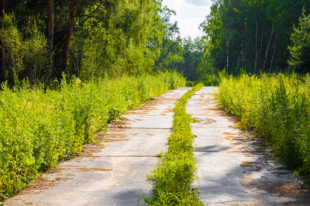 old empty paved road in the forest. road in the forest lined with concrete slabsの写真素材