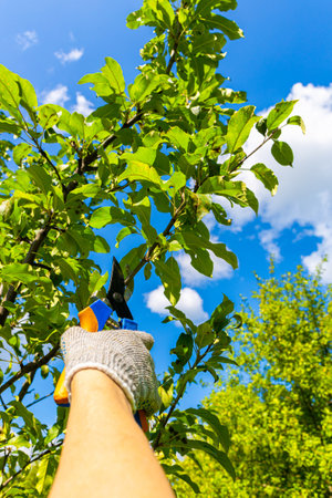gardener cuts branches on a fruit tree. a man cuts a branch on a tree with a pruner