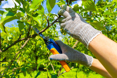 gardener cuts branches on a fruit tree. a man cuts a branch on a tree with a pruner. high quality...