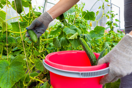 farmer harvesting fresh cucumbers in the greenhouse. man picking a cucumber. young cucumber in a greenhouse. high quality photoの写真素材