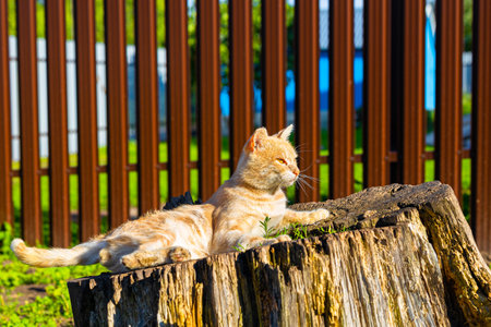 redhead homeless from lying on the street. wild cat lies on a stumpの写真素材