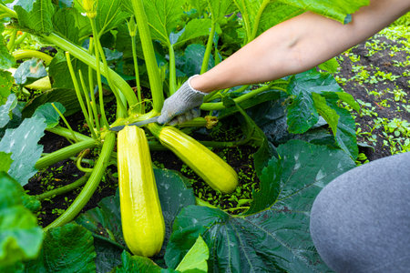 a farmer cuts a fresh zucchini with a knife. harvesting zucchini. high quality photoの写真素材