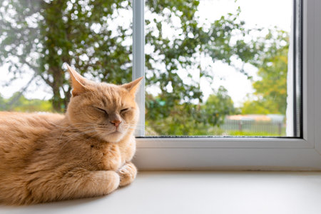 domestic cat sleeps on the window in the sun. high quality photoの写真素材