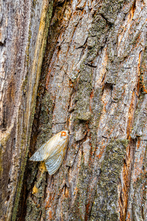 meadow moth slide on a tree trunk. Meadow moth (lat. Loxostege sticticalis) is a species of butterfly from the grass moth family, a polyphagous pest.の写真素材