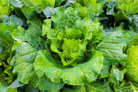close-up shot of green cabbage with leaves. fresh cabbage in the garden. high quality photoの写真素材