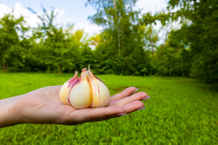 farmer holding fresh garlic in the garden. head of fresh garlic. garlic cultivation High quality photoの写真素材
