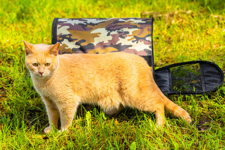 cat comes out of carrier. let the cat out for a walk. cat walking in the park. High quality photoの写真素材