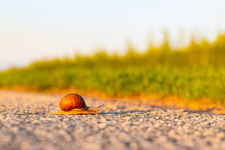 a snail with a shell crawls along the road. Snails are the common name for gastropods (lat. Gastropoda), which have an outer shell. snail crawling across the roadの写真素材