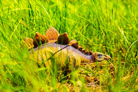 toy dinosaur in tall green grass in the garden. Stegosaurus (lat. Stegosaurus) - a genus of late Jurassic herbivorous dinosaurs. high quality photoの写真素材