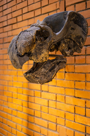 Moscow, Russia - July 27, 2023: skull of a prehistoric animal in the museum. High quality photoのeditorial素材