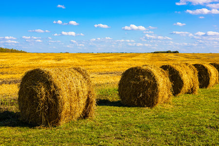 a roll of dry hay lies in a field. stack of dry hayの写真素材