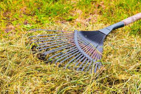 metal rake lies on dry grass in the garden. hay makingの写真素材