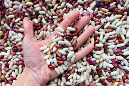 bean grain lies on the palm of a man. bean harvest. peeled beans