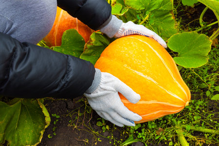 farmer holding a ripe pumpkin in his hands. growing pumpkins in the gardenの写真素材